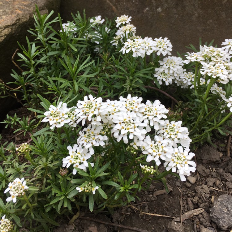 Plant image Iberis sempervirens 'Masterpiece'