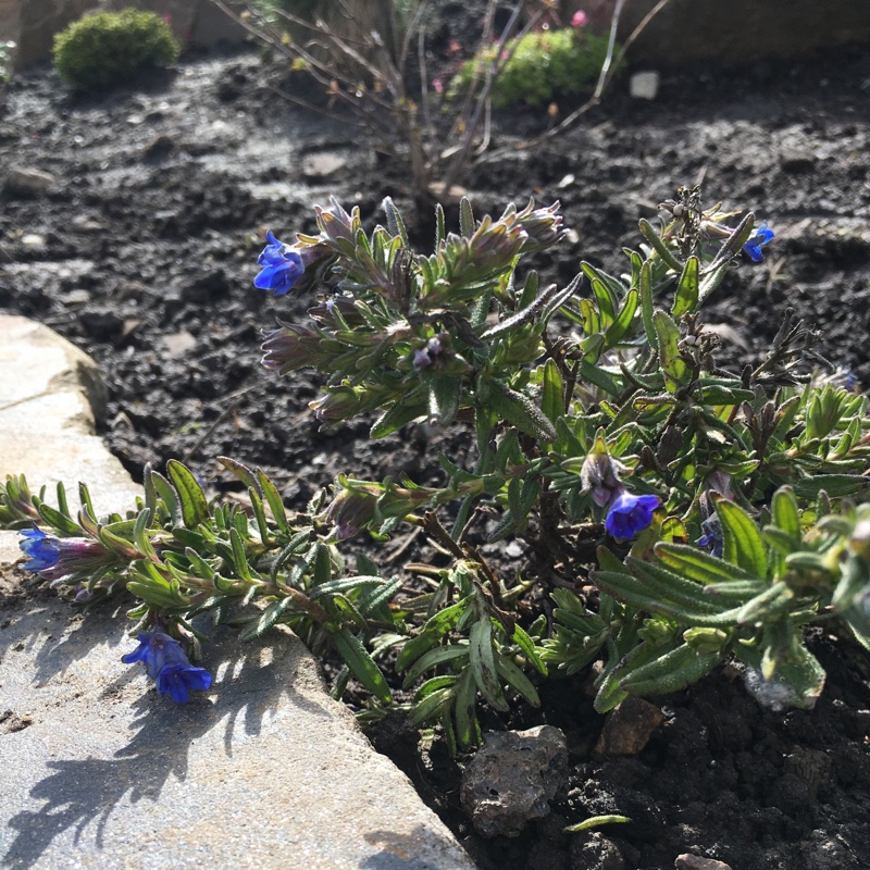 Lithodora diffusa 'Heavenly Blue' syn. Lithospermum diffusum 'Heavenly Blue' ; Lithospermum 'Heavenly Blue'