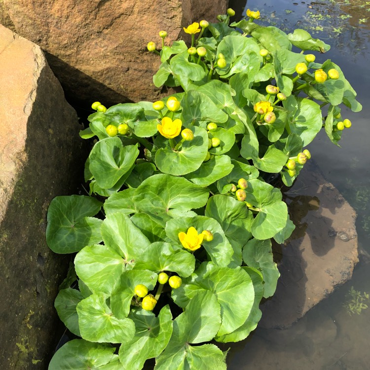 Plant image Caltha polypetala