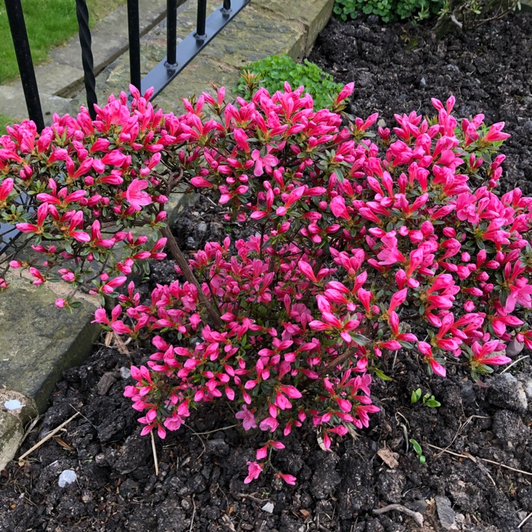 Plant image Rhododendron 'Homebush'