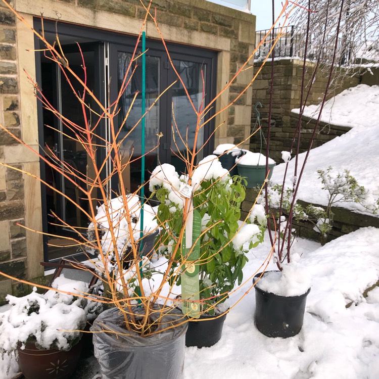 Plant image Cornus sanguinea 'Midwinter Fire'