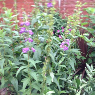 Beardtongue 'Bridgesii'