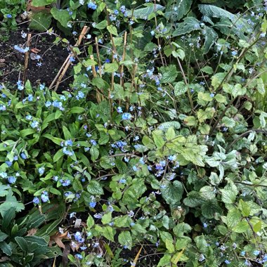 Siberian Bugloss