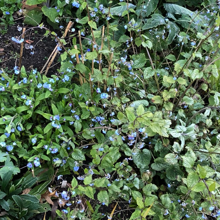 Plant image Brunnera macrophylla