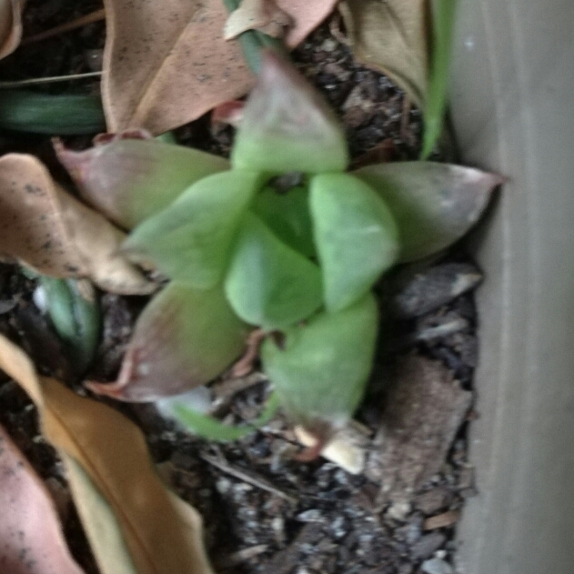 Plant image Haworthia marumiana var batesiana