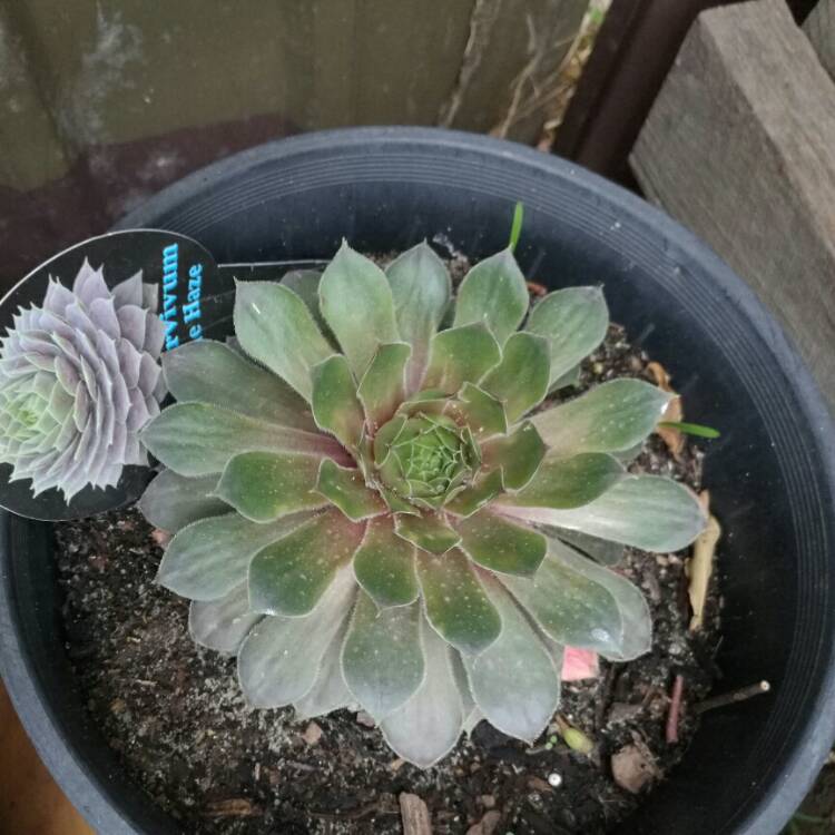 Plant image Sempervivum Purple Haze