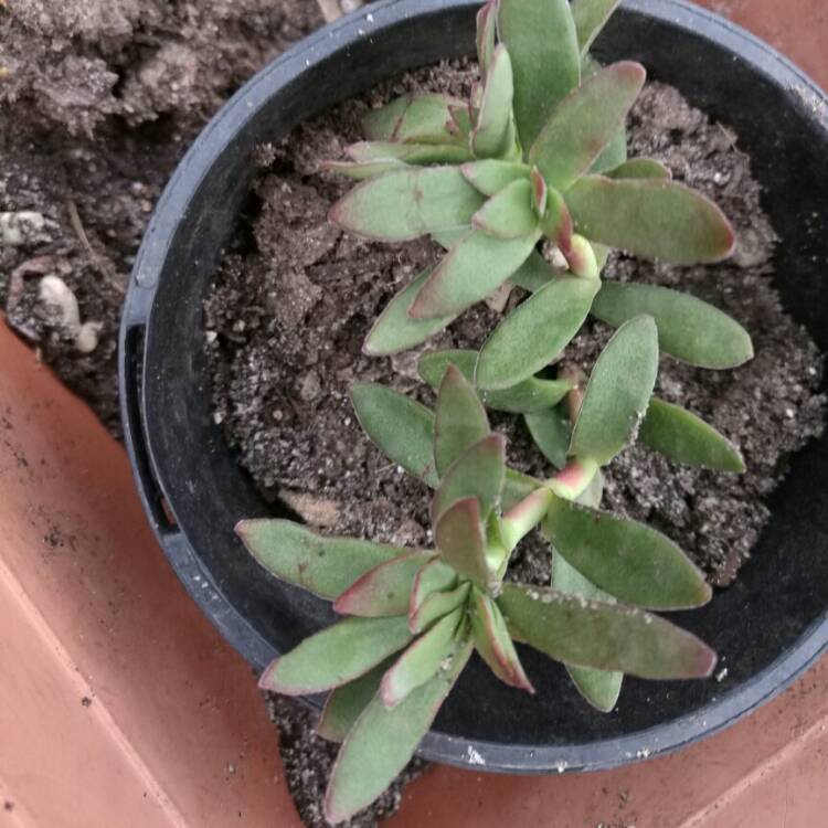 Plant image Crassula nudicaulis var platyphylla 'Burgundy'