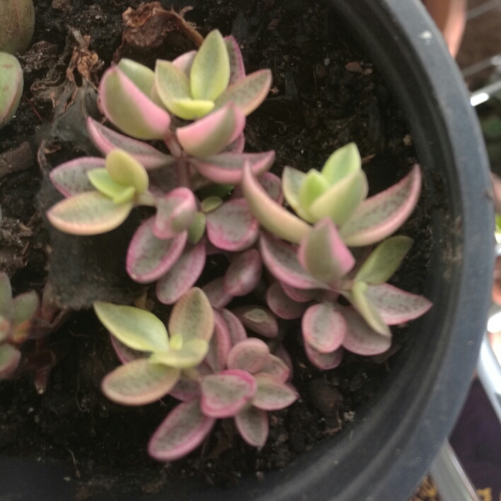 Plant image Crassula Volkensii f. Variegata