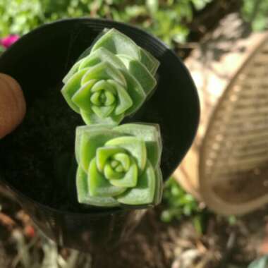 Crassula perforata 'String of Buttons'