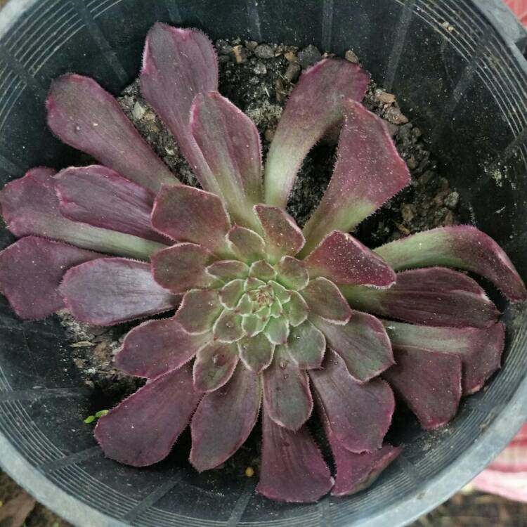 Plant image Aeonium Inferno