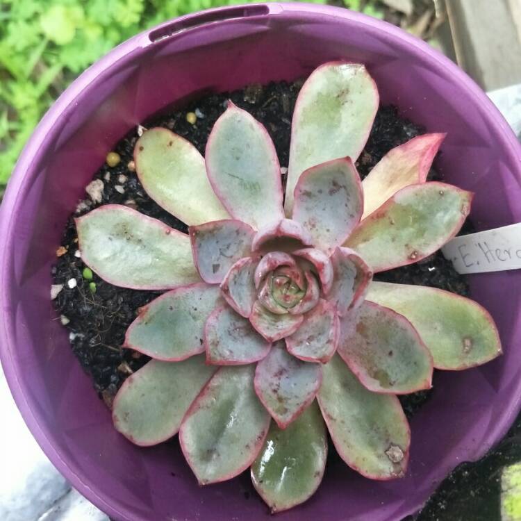 Plant image Echeveria Hera