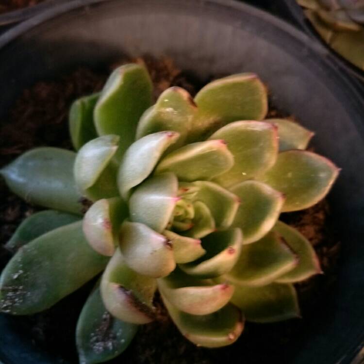 Plant image Echeveria Mira