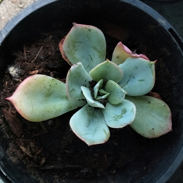 Plant image Echeveria Cloudburst