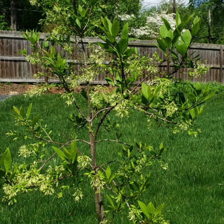 Plant image Chionanthus virginicus