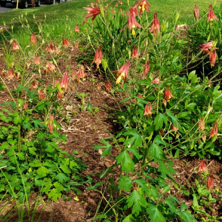 Plant image Aquilegia Canadensis