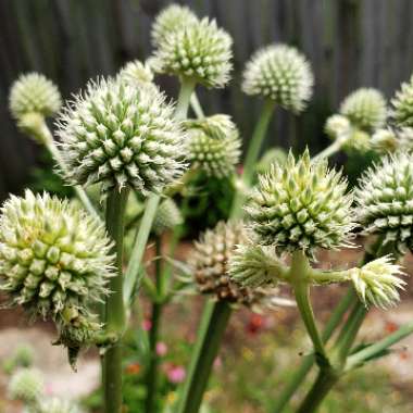 Eryngium yuccifolium