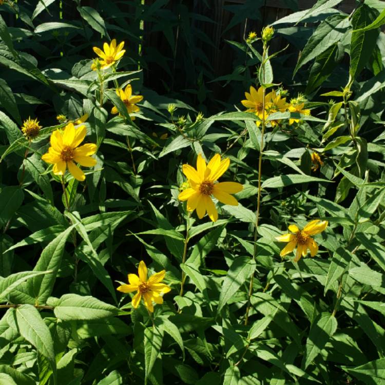 Plant image Helianthus 'decapetalus'