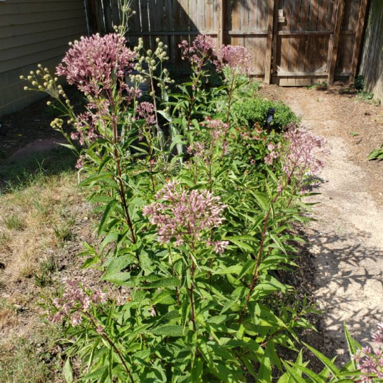 Plant image Eupatorium dubium 'Baby Joe'