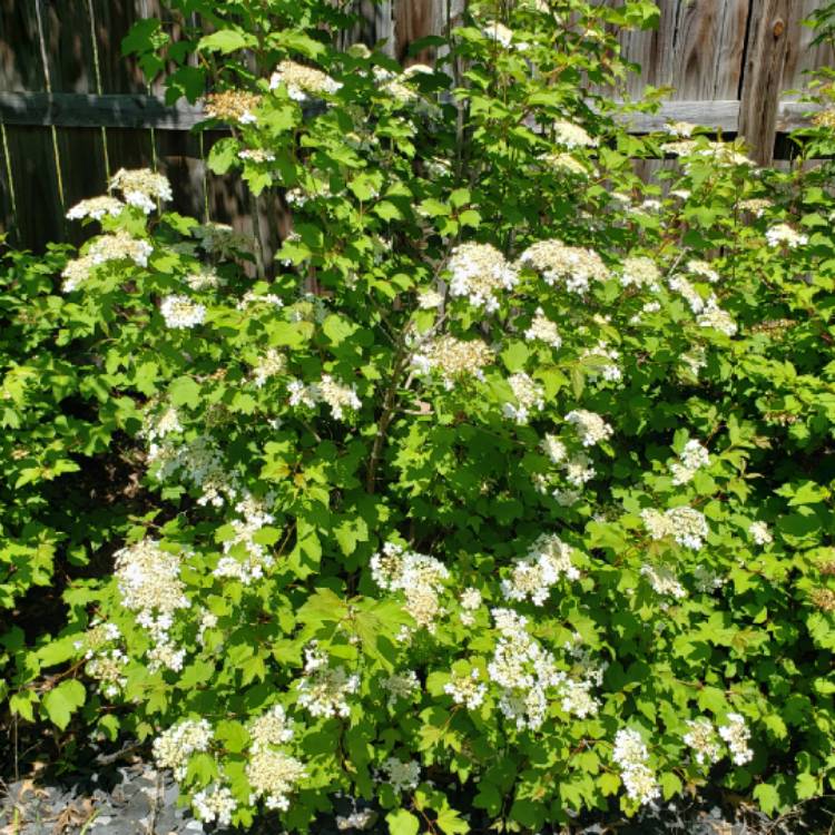 Plant image Viburnum trilobum