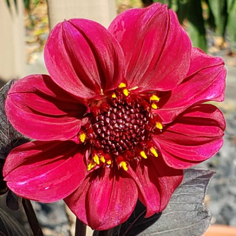 Plant image Dahlia 'Happy Single™ Romeo'