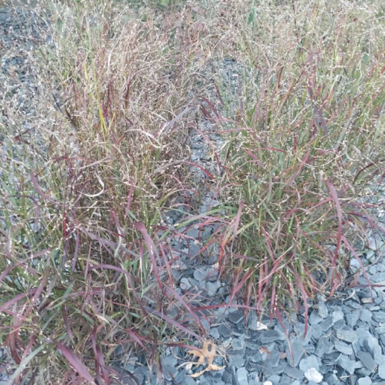 Plant image Panicum virgatum 'Shenandoah'