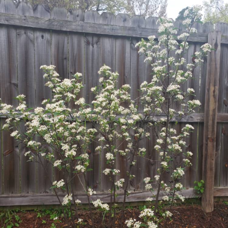 Plant image Aronia x prunifolia 'Brilliant' syn.Aronia arbutifolia 'Brilliant'; Aronia melanocarpa 'Brilliant'