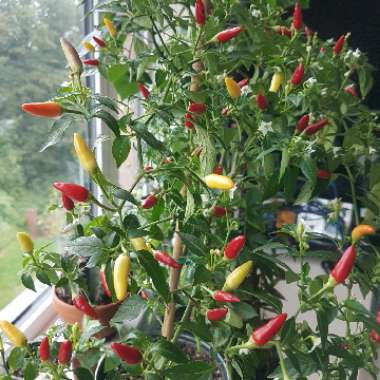 Chilli Pepper 'NuMex Twilight'