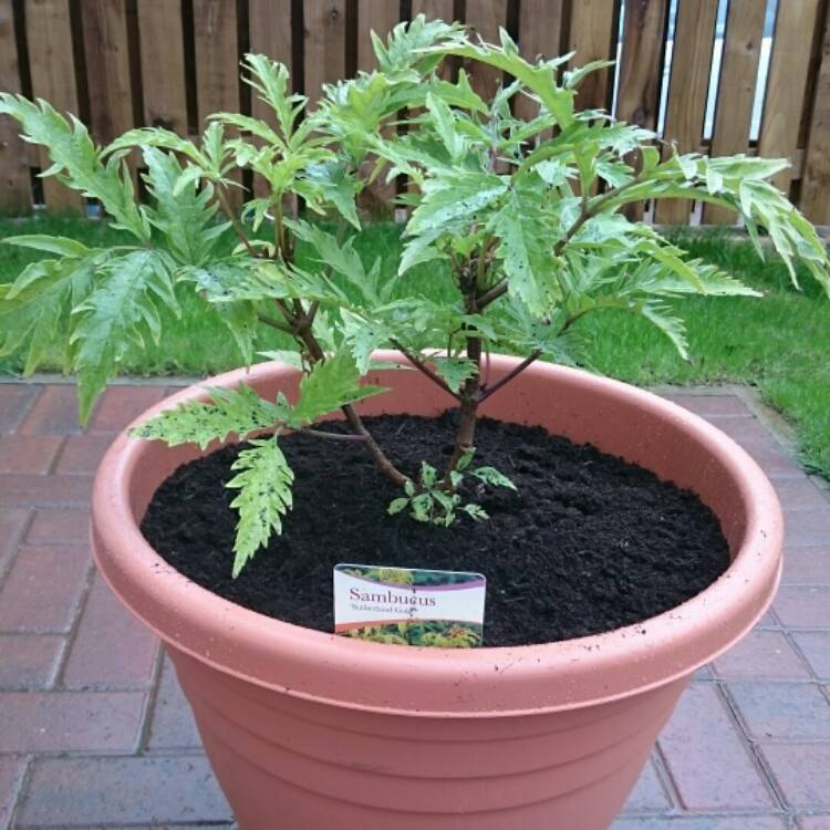 Plant image Sambucus racemosa 'Sutherland Gold'