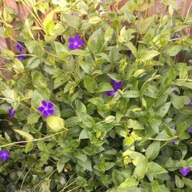 Lesser Periwinkle