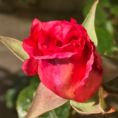 Rose 'Compassion' (Climbing Hybrid Tea)