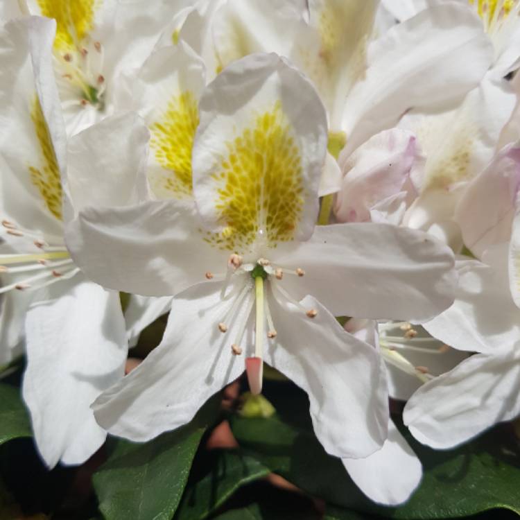 Plant image Rhododendron 'Madame Masson'