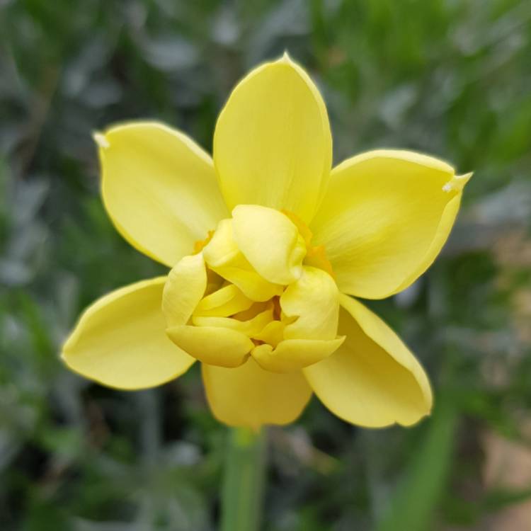 Plant image Narcissus 'Cheerfulness'