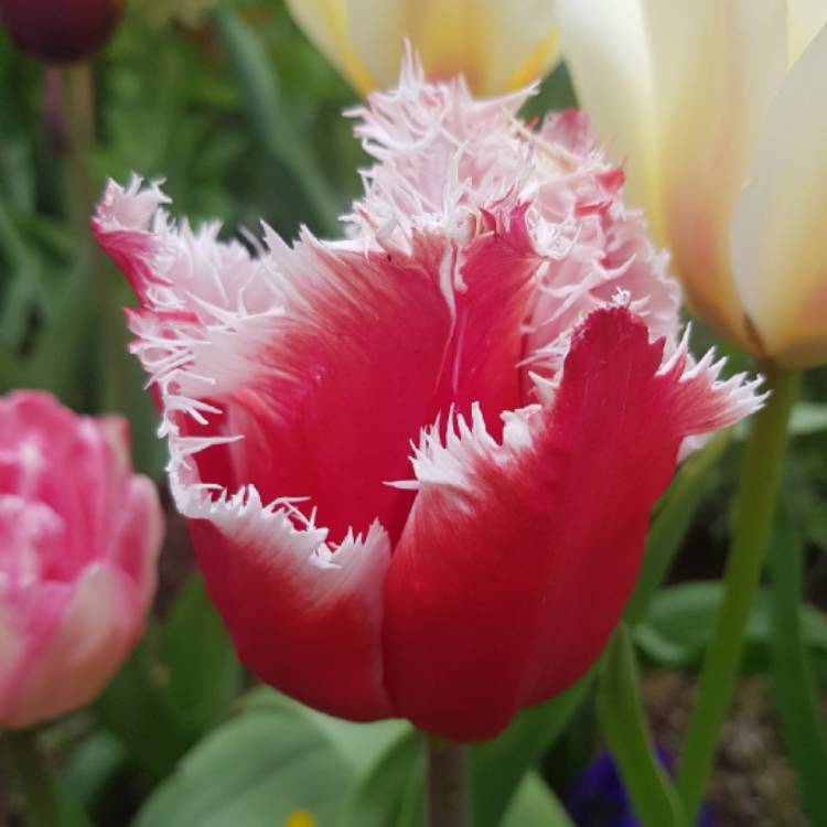 Plant image Tulipa 'Canasta'