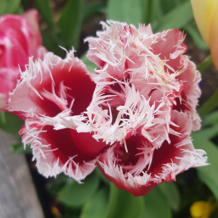 Plant image Tulipa 'Canasta'