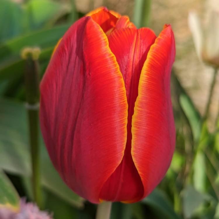 Plant image Tulipa 'World's Favourite'