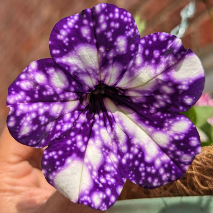 Plant image Petunia 'Starry Night'