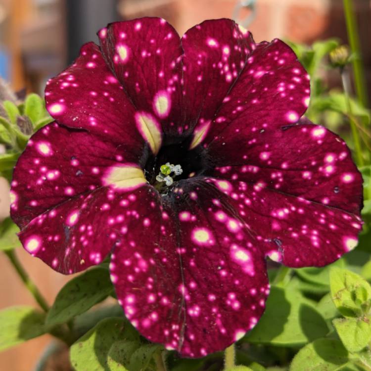 Plant image Petunia 'Lightning Sky'