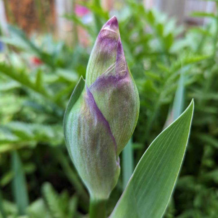 Plant image Iris x germanica 'Deep Black'