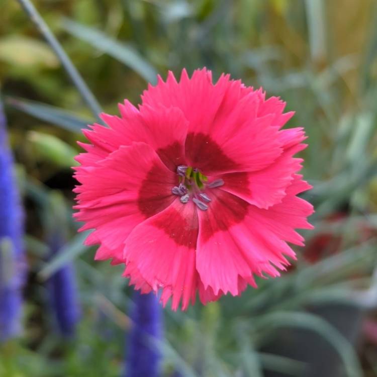 Plant image Dianthus 'Cosmopolitan'