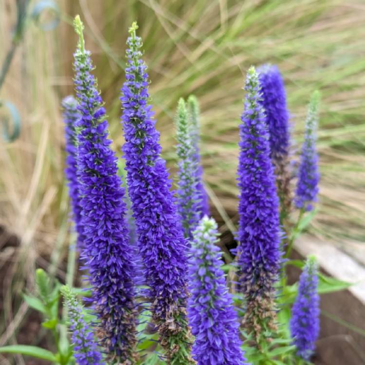 Plant image Veronica spicata 'Ulster Blue Dwarf'