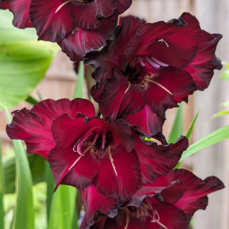 Plant image Gladiolus 'Black Star'