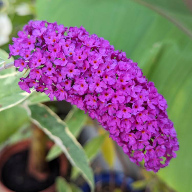 Plant image Buddleja davidii 'Harlequin'