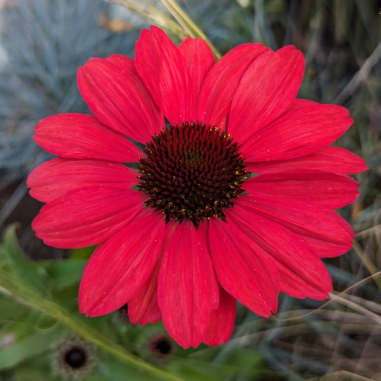 Plant image Echinacea 'Apecssired' (Sunseekers Series) syn. Echinacea 'Sunseekers Red'