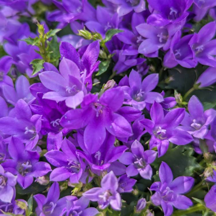 Plant image Campanula portenschlagiana 'Ambella'