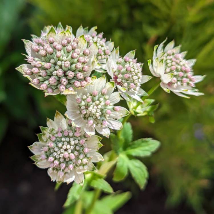 Plant image Astrantia major 'Star of Billion'