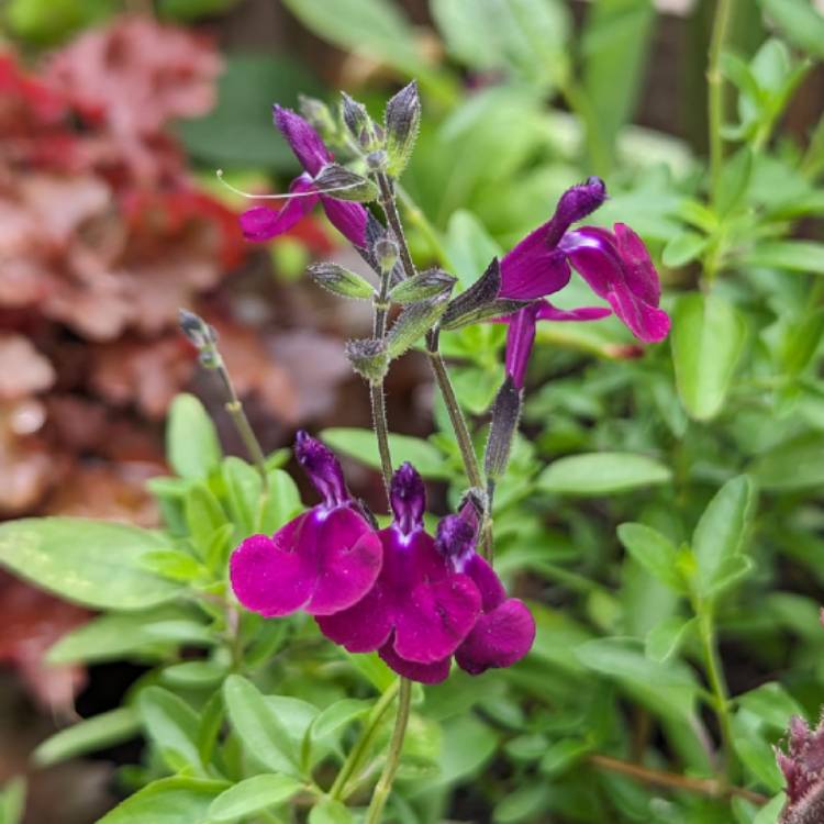 Plant image Salvia 'Amethyst Lips'