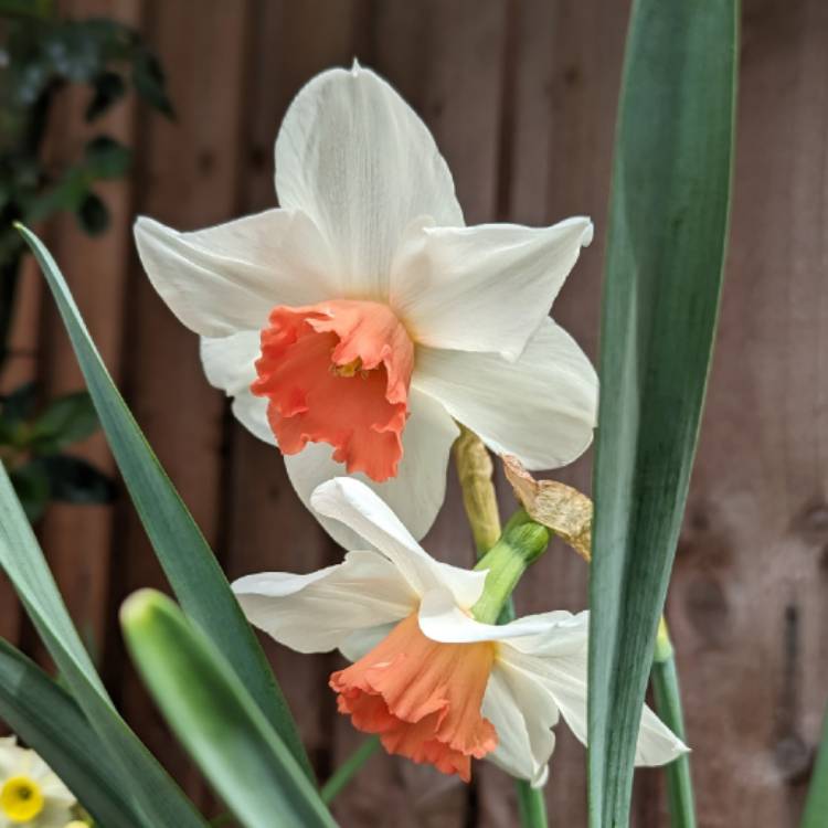 Plant image Narcissus 'Pink Charm'