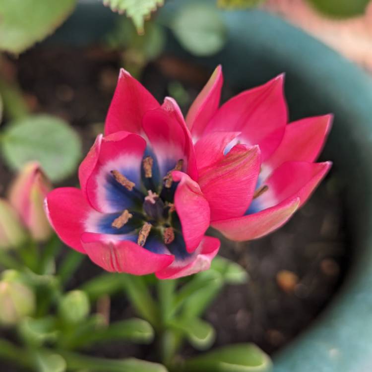 Plant image Tulipa 'Little Beauty' syn. Tulipa humilis 'Little Beauty'