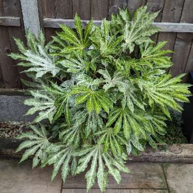 Japanese Aralia 'Spider's Web'