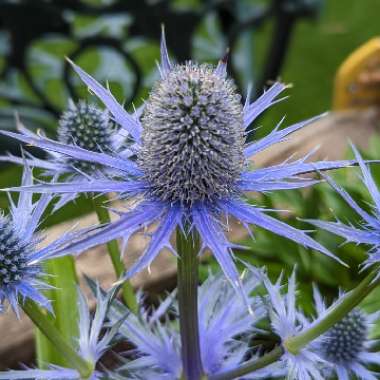 Sea Holly 'Big Blue'